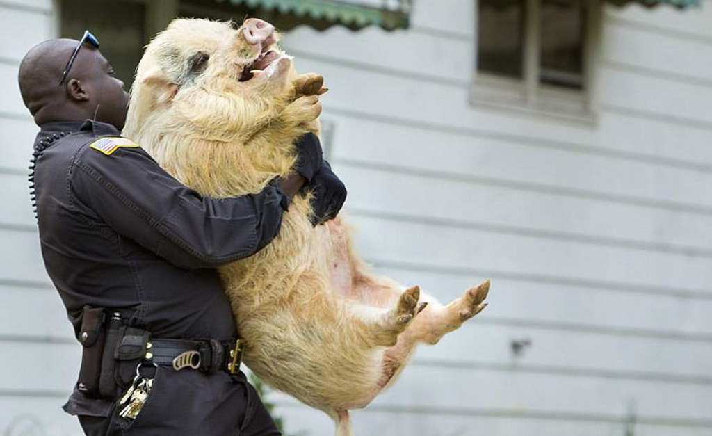 Ces photos de police hilarantes vous montreront le côté le plus léger ...